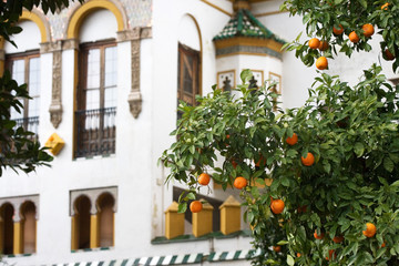 Orange Tree outside an Andalucian builidng
