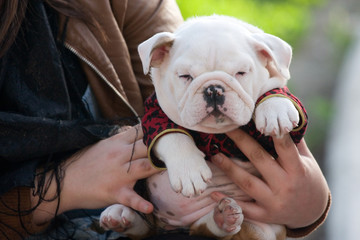 Bulldog puppy in dog clothing