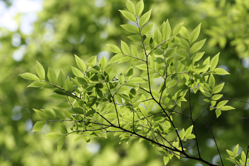 green leaves