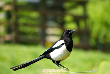 mmagpie perched on a wooden bar, with green background