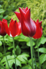Tulips Pretty woman