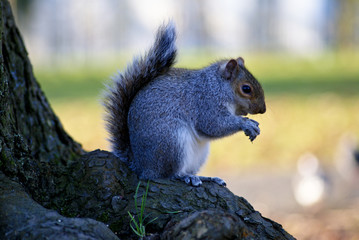 Little curious grey squirrel