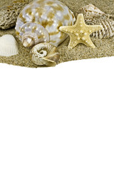 Fototapeta na wymiar beach sand and sea shell