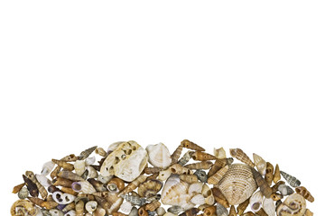 Pile of seashells