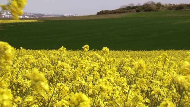 champs de colza