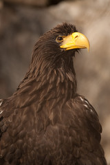 eagle