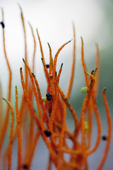Orange Pointy Branches