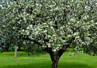 blooming apple trees garden in spring