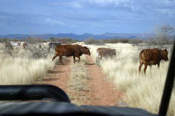 Steppenfahrt Namibia