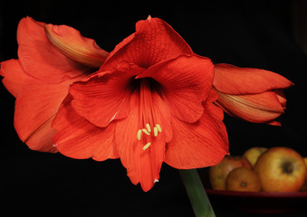Amaryllis mit &Auml;pfeln