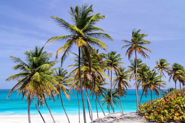 Fototapeta na wymiar Tropikalna plaży Karaibów / Bottom Bay / Barbados