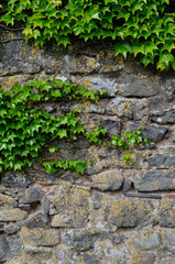 ivy at a wall