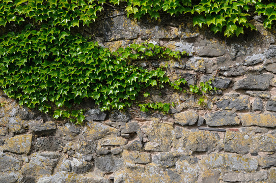 ivy at a wall