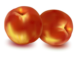 Two ripe peaches. Photo-realistic vector illustration.