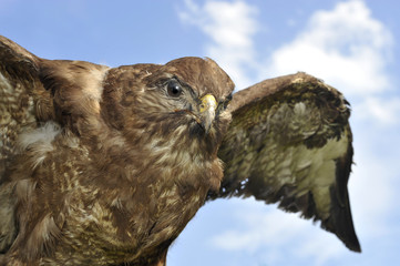 Bussard