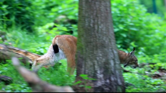 luchs