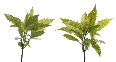 Branch of green leafs