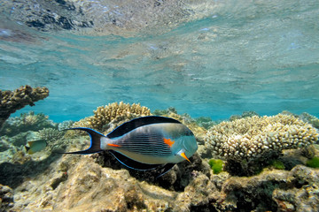 Sohal Surgeonfish on the coral reef in the red sea