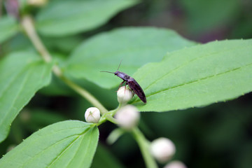 Beetle on Jasmine Bud