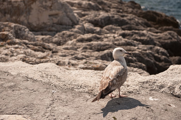 a seagull on stones near sea