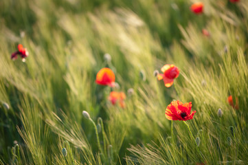 Red poppies on green wheat field in a windy day.
