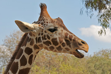 Giraffe portrait