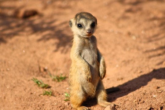 Erdm&auml;nnchen