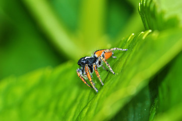 ragno arancione