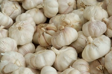 garlic