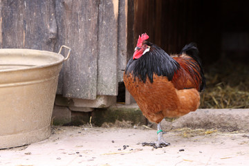 Hahn vor seinem Stall