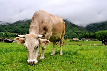 Cow in the alps