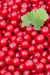 Redcurrant