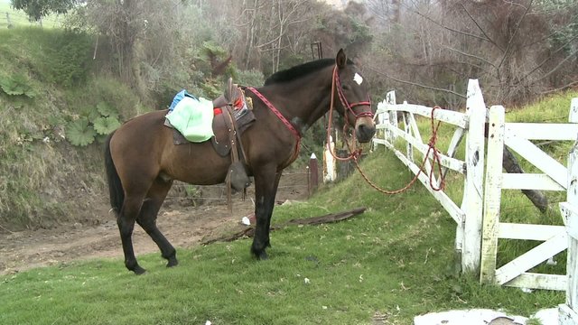 cheval