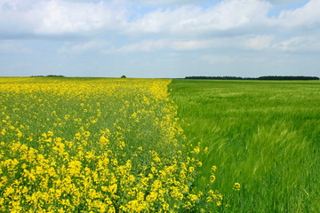 rape field and corn field