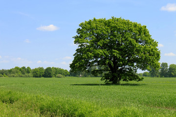 Fototapeta na wymiar pojedyncze pole, drzewo, niebo pochmurne