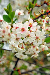cherry blooming branch