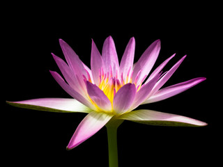 Pink Lotus