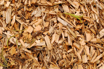 Mulch close-up