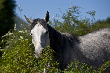 horse near the bush