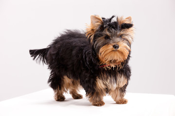 Little Yorkshire Terrier