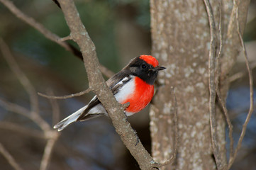 Red-capped Robin