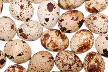 Photo of the quail egg