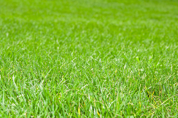 Fototapeta premium wiese