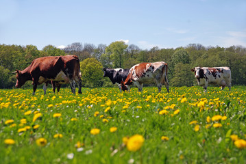 Kühe auf einer Weide © Inge Knol