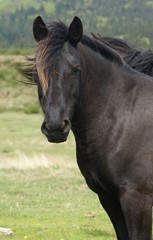 Obraz premium cheval frison