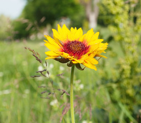 Yellow flower on a meadow