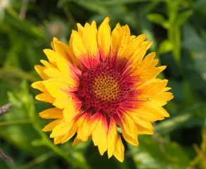 Yellow flower with dew
