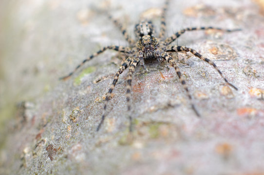 Spinne Makrofoto der acht Spinnenaugen