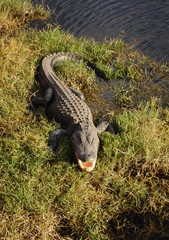 Crocodile Alligators