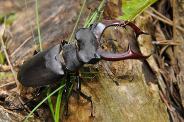 stag beetle
